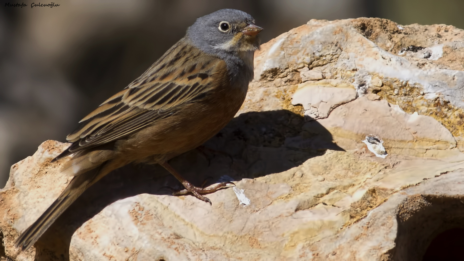 Cretzschmar's Bunting